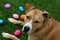 Tan Pit Bull with Easter Eggs