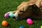 Tan Pit Bull with Easter Eggs