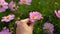 Tan skin hand of a woman grab a pretty pink petal of Cosmos flower on green leaves blurred background