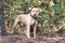 Tan unneutered male Pitbull dog outside on leash with spiked collar. Dog rescue pet adoption photography for humane society animal