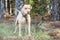 Tan unneutered male Pitbull dog outside on leash with spiked collar. Dog rescue pet adoption photography for humane society animal