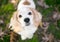 A tan and white Cocker Spaniel mixed breed dog looking up