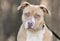 Tan and white rednose American Pitbull Terrier dog