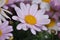 Tanacetum coccineum - Daisy