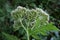 Tanacetum macrophyllum - wild plant