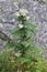 Tanacetum macrophyllum - wild plant