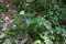 Tanacetum macrophyllum - wild plant