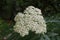 Tanacetum macrophyllum - wild plant