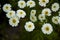 Tanacetum parthenium