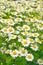 Tanacetum parthenium flowers