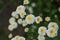 Tanacetum parthenium Pleniflorus