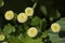 Tanacetum parthenium White Bonnet