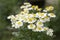 Tanacetum parthenium wild flower in bloom