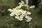 Tanacetum parthenium wild flower in bloom