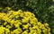 Tanacetum vulgare L,in a variety of Chrysanthemum Exhibition