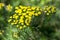 Tanacetum vulgare wild meadow flowering plant with yellow flowers