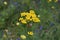 Tanacetum vulgare. Yellow flowers of common tansy, bitter buttons.