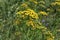 Tanacetum vulgare. Yellow flowers of common tansy, bitter buttons.