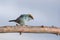 Tanager bird - Tangara vitriolina - Sky