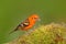 Tanager from Costa Rica. Wildlife scene from nature. Orange bird Flame-colored Tanager, Piranga bidentata, Savegre, Costa Rica. Bi