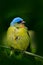 Tanager sitting on the branch. Exotic tropic blue bird with gold head from Costa Rica. Green moss stick in the forest with bird. W