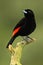 Tanager from tropic forest. Black and red song bird. Scarlet-rumped Tanager, Ramphocelus passerinii, exotic tropic red and black