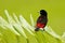 Tanager from tropic forest. Black and red song bird. Scarlet-rumped Tanager, Ramphocelus passerinii, exotic tropic red and black s