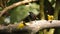 Tanagers on a branch eating banana