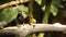 Tanagers on a branch eating banana