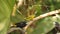 Tanagers on a branch eating banana