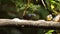 Tanagers on a branch eating banana