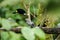 Tanagers eating banana