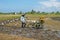 TANAH LOT, BALI - DECEMBER 27, 2019: Balinese worker ploughing the land after harvesting the rice on the ricefields in Bali