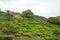 Tanah Rata Tea Plantation