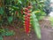 Tanaman hias Pisang pisangan bali or Heliconia rostrata or False bird of paradise or the hanging lobster or red palulu.