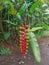 Tanaman hias Pisang pisangan bali or Heliconia rostrata or False bird of paradise or the hanging lobster or red palulu.