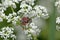 Tanbark borer or violet tanbark beetle
