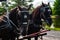 Tandem Horses in Harness Ready to Pull a Carriage