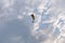 Tandem motor paraglider flies through a beautiful evening cloudy sky with a pilot and a passenger