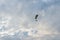 Tandem motor paraglider flies through a beautiful evening cloudy sky with two people