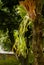 Tanduk Rusa, Horn spikes (Platycerium coronarium, Platycerium willinckii) green leaves