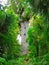 Tane Mahuta, big kauri tree, Waipoua forest, New Zealand