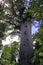 Tane Mahuta - Large Kauri Tree