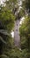 Tane Mahuta - Largest Kauri Tree in New Zealand