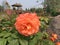 Tangerine Chinese Rose Flower with Dew in A Garden in Luoyang City