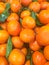 Tangerine, Citrus tangerina or Citrus x tangerina