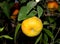Tangerine, Citrus tangerina often placed under Citrus deliciosa