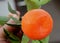 Tangerine, Citrus tangerina often placed under Citrus deliciosa