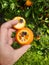 Tangerine damaged by False Codling Moth