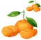 Tangerine fruit Mandarin. Cartoon vector icon